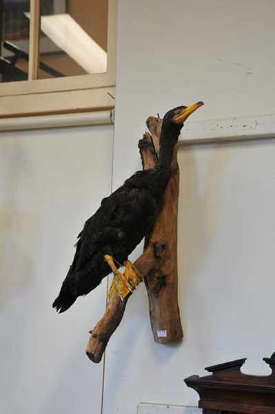 Appraisal: A BRANCH MOUNTED CORMORANT BIRD