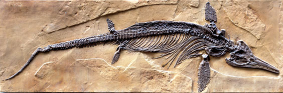 Appraisal: EXTINCT MARINE REPTILE REPRODUCTION The original fossil skeleton belonging to