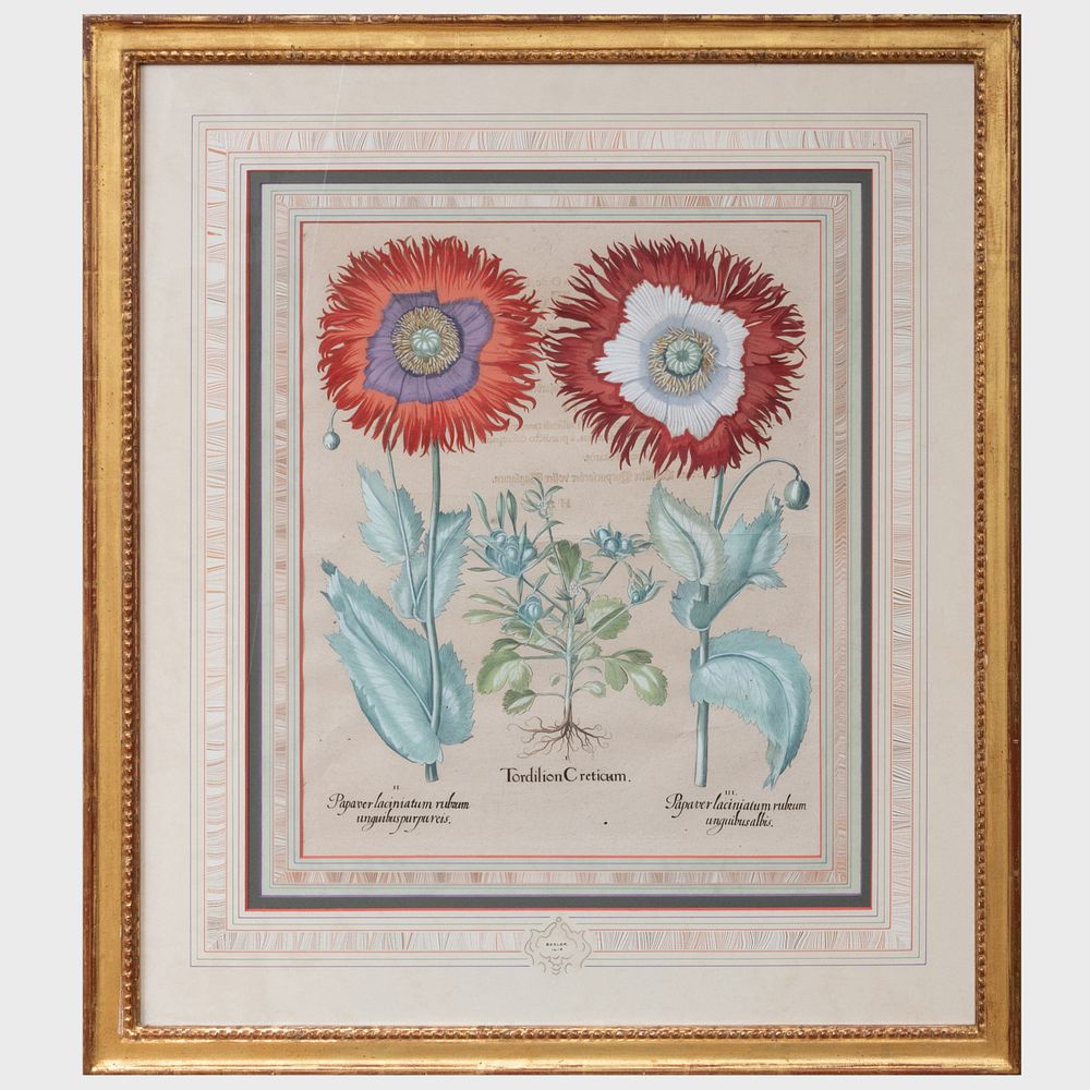 Appraisal: After Basilius Besler - Papaver and Tordilion Creticum Engraving in