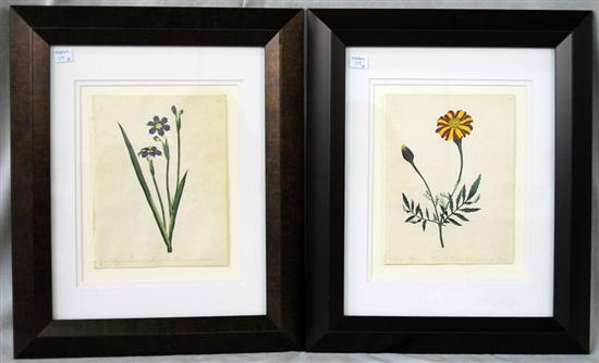 Appraisal: FRANCES J KETCHUM American - TWO BOTANICAL WATERCOLORS two watercolors