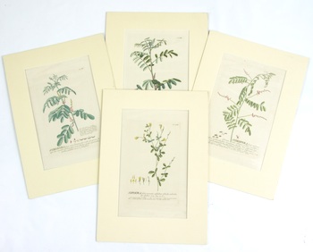 Appraisal: Georg Dionysius Ehret British - A group of four botanicals