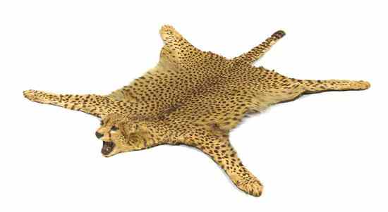 Appraisal: A Taxidermy Cheetah Rug Dr James L Clark - having