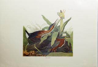 Appraisal: John James Audubon - Green Heron No Plate Amsterdam edition