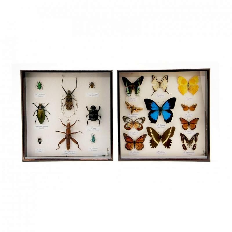 Appraisal: Two Naturalist Shadow Box Collections fourth quarter of the th