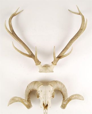 Appraisal: A ram's skull with horns lower jaw missing in cm