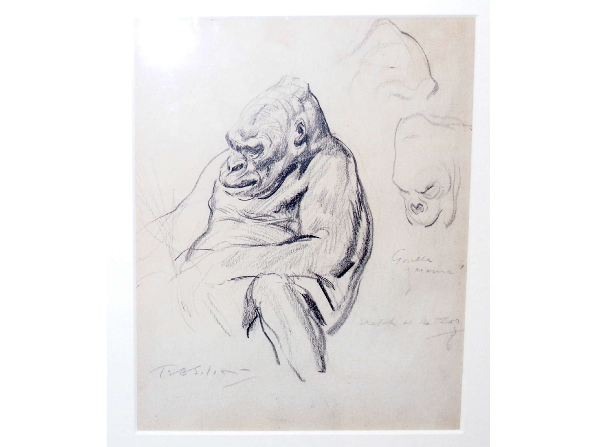 Appraisal: BRITISH SCHOOL Study of a Gorilla inscribed conte