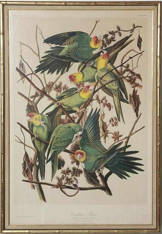 Appraisal: John James Audubon after New York French - CAROLINA PARROT