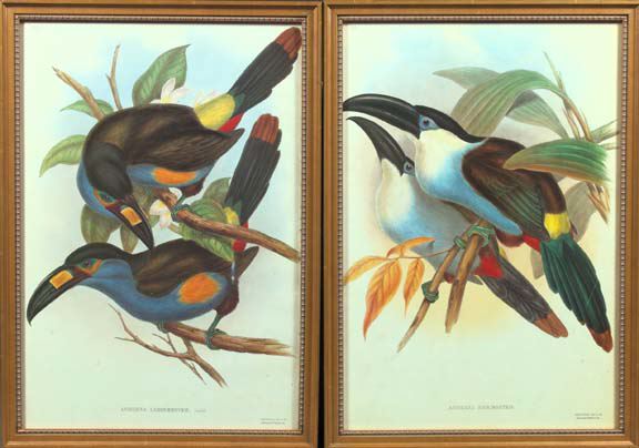 Appraisal: After Gould and Richter British th Century Toucans pair of