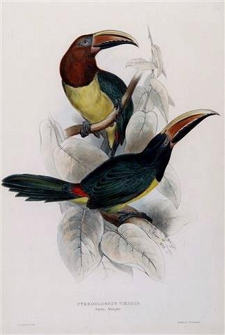 Appraisal: EDWARD LEARPteroglossus Viridis or later hand coloured lithograph published by