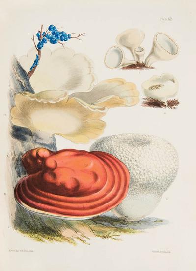 Appraisal: PRICE Sarah Illustrations of the Fungi of our fields and