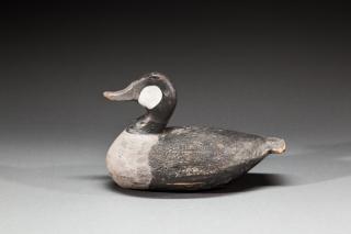 Appraisal: Ruddy Duck by Edward Ned Burgess Edward Ned Burgess -