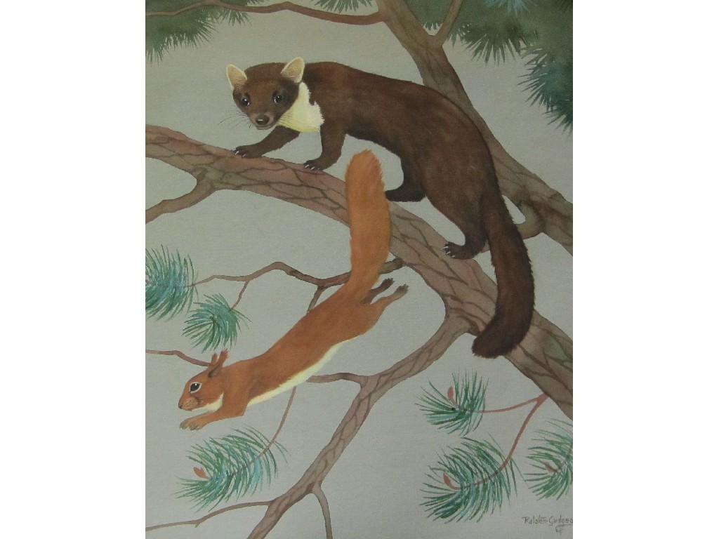 Appraisal: RALSTON GUDGEON RSW - PINE MARTEN AND SQUIRREL Watercolour signed