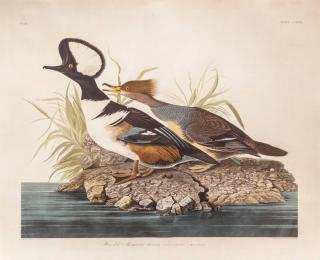 Appraisal: after John James Audubon Hooded Merganser hand-colored engraving sheet size