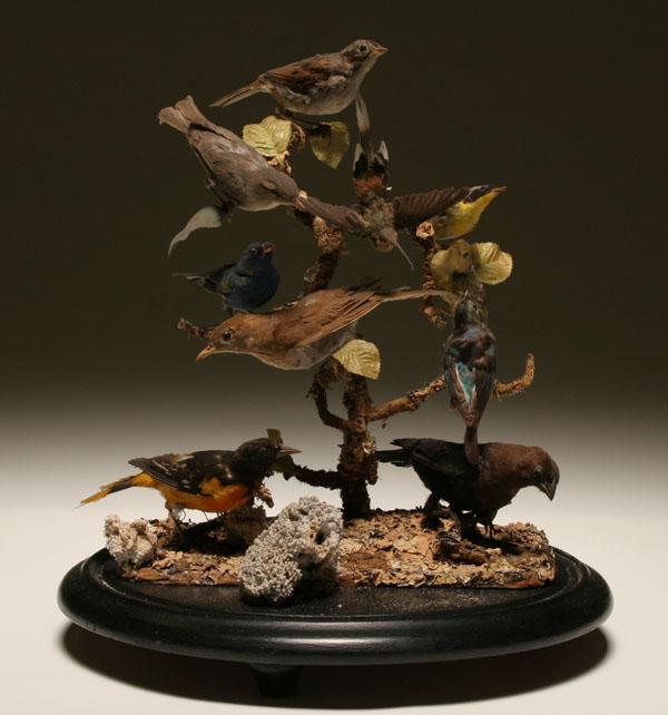 Appraisal: Victorian taxidermy ten assorted birds mounted in natural setting glass