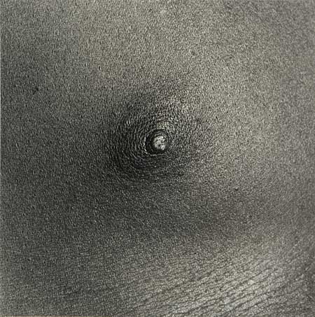 Appraisal: MAPPLETHORPE ROBERT - Nipple Silver print inches square cm square