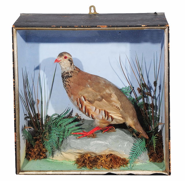 Appraisal: Taxidermy -A red-legged partridge mounted upon a rockwork base with