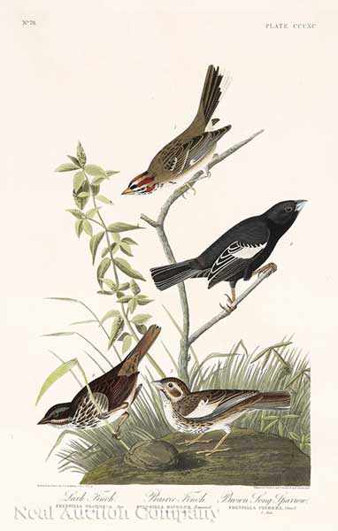 Appraisal: John James Audubon American - Lark Finch Prairie Finch Brown