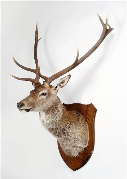 Appraisal: A wall mounted point red deer stag cm high overall