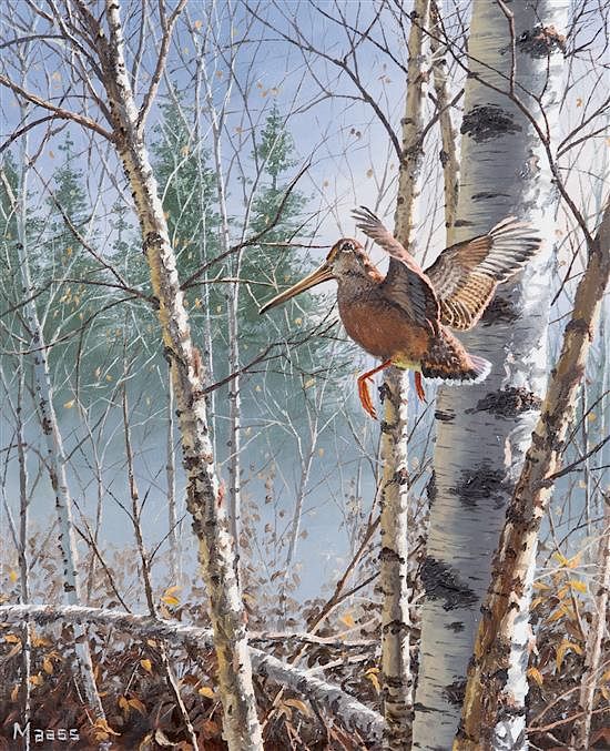 Appraisal: David Maass American b Woodcock in Flight in Birch Trees