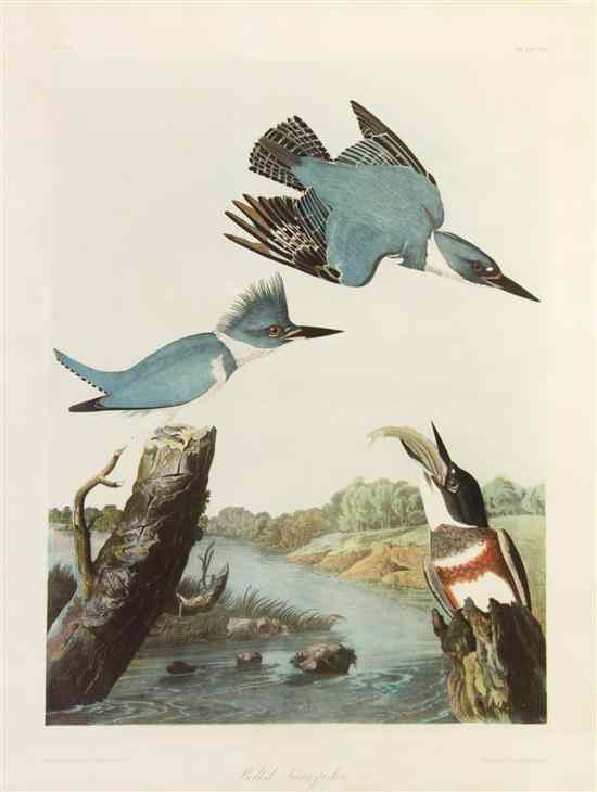 Appraisal: AUDUBON JOHN JAMES after BIEN JULIUS Belted Kingfisher Alcedo Alcyon