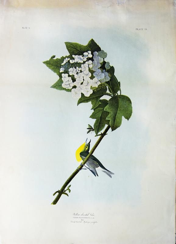 Appraisal: Audubon Bien Chromolithograph Yellow-Throated Vireo Yellow-Throated Vireo Plate John James