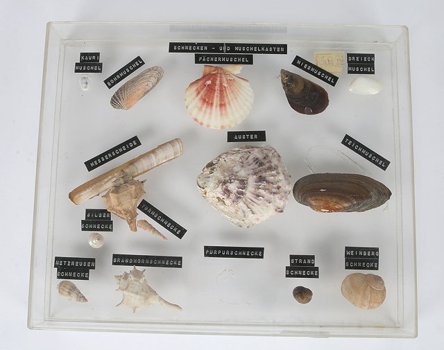 Appraisal: A QUANTITY OF SHELLS laid out in two perspex display