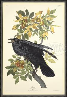 Appraisal: AFTER JOHN JAMES AUDUBON American - RAVEN CORVUS CORAX NO