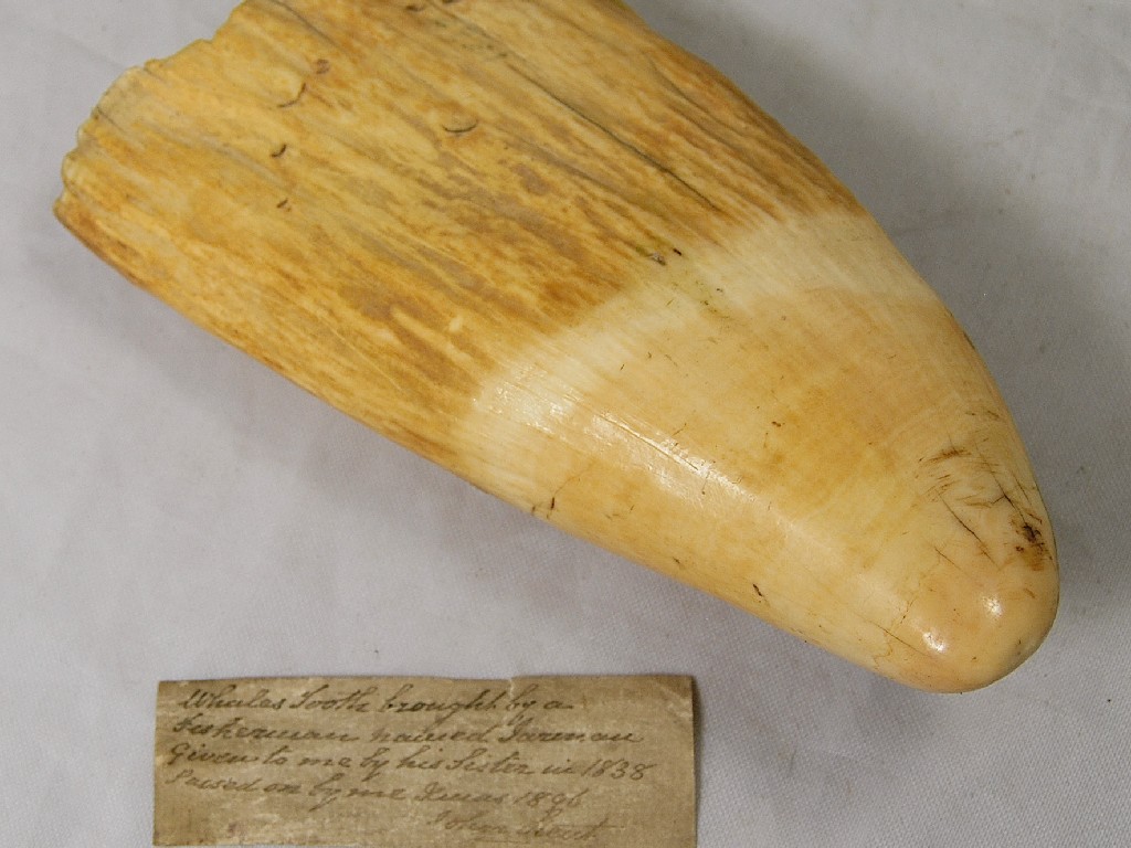 Appraisal: A Victorian natural whale tooth with interesting note dating it