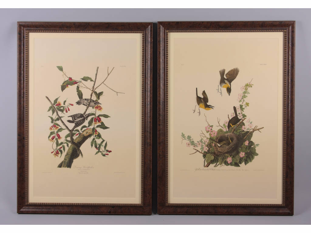 Appraisal: Two Audubon Amsterdam Edition Lithographs both are one of copies