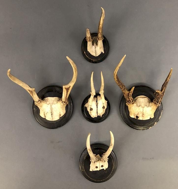 Appraisal: Five Roe Deer Antler Plaques Five roe deer antler plaques