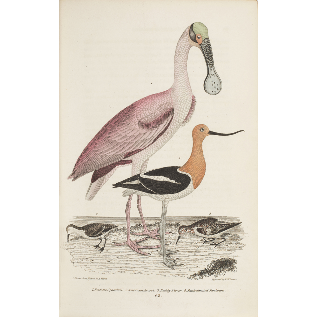 Appraisal: Wilson Alexander American Ornithology London Whitteaker Treacher Arnot volumes vo