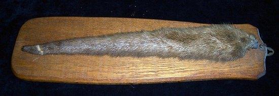 Appraisal: An otter tail mounted on an oak paddle cm long