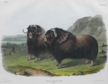 Appraisal: John Woodhouse Audubon American - Musk Ox plate New York