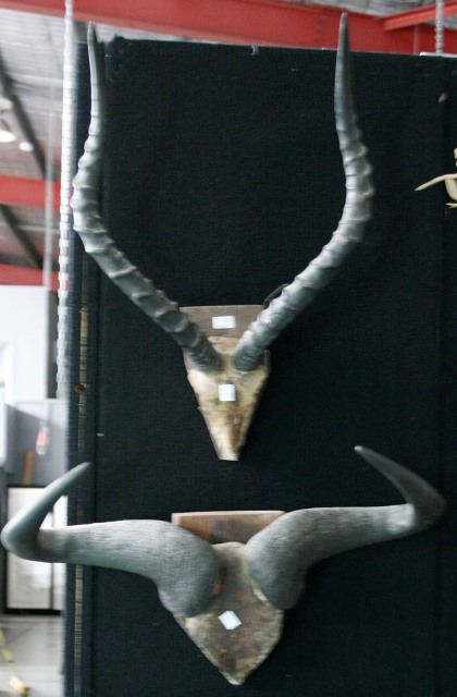 Appraisal: A group of two mounted horns including a pair of