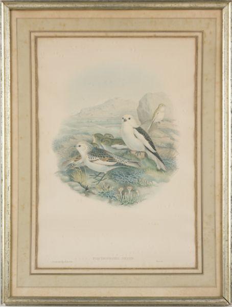 Appraisal: John Gould Br - Plectrophanes Nivalis hand-colored lithograph from The