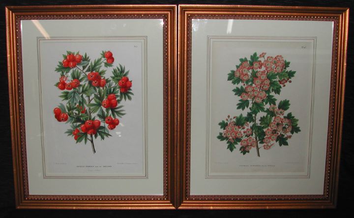 Appraisal: Belgian School th Century Fruiting and Flowering Botanicals pair of