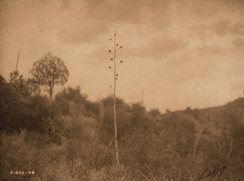 Appraisal: Edward Curtis Mescal Hills - Apache Edward S Curtis -