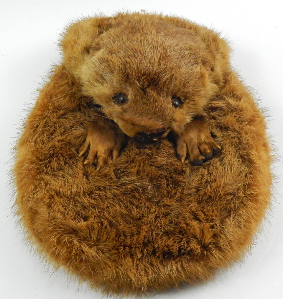 Appraisal: A Beaver fur sporran the lid formed from the head