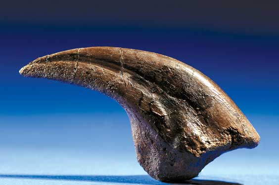 Appraisal: A RARE TYRANNOSAURID HAND CLAW Albertosaurus libratus Cretaceous Two Medicine