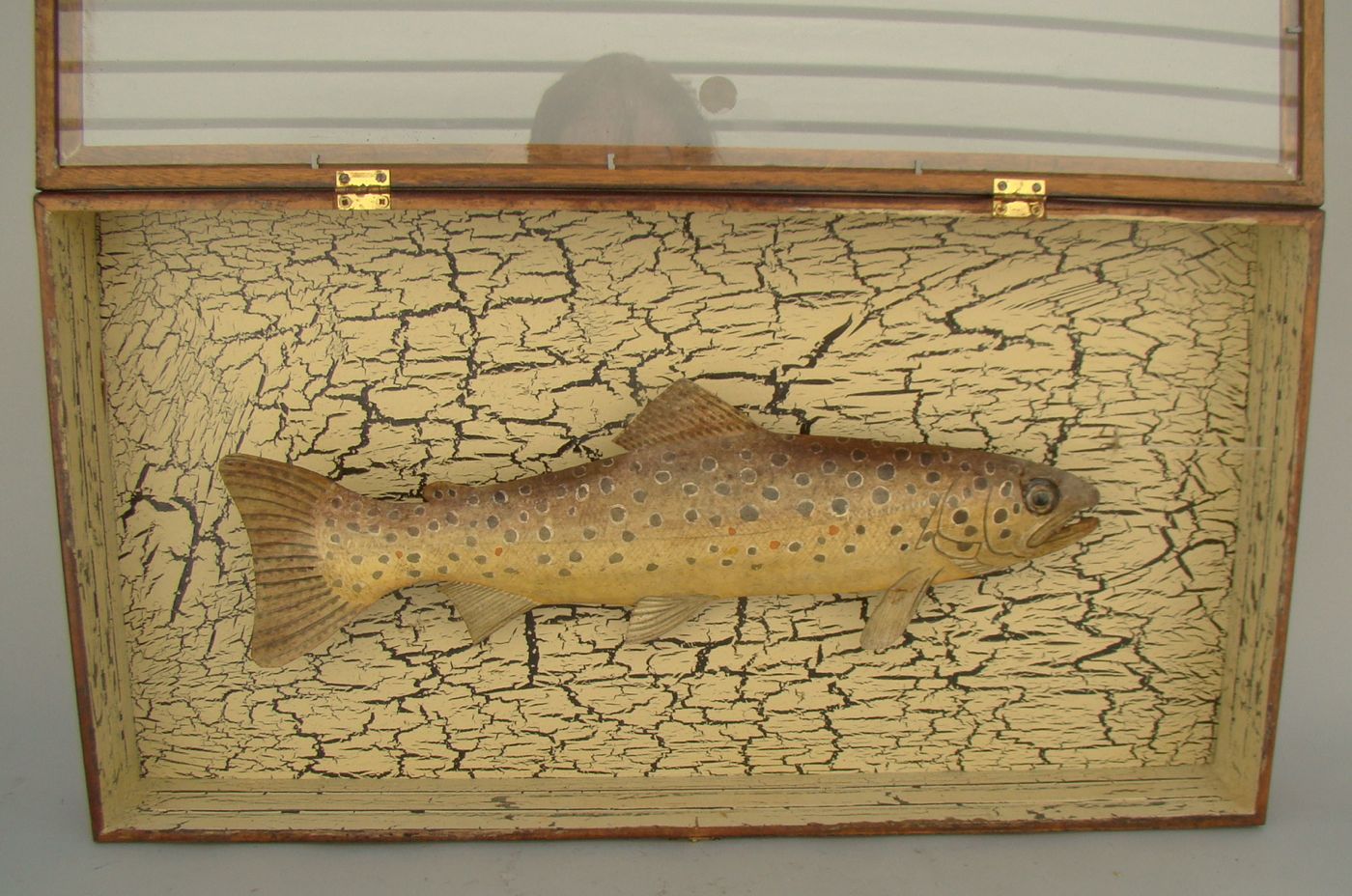 Appraisal: SHADOW BOX DISPLAY OF A BROWN TROUT Trout made of