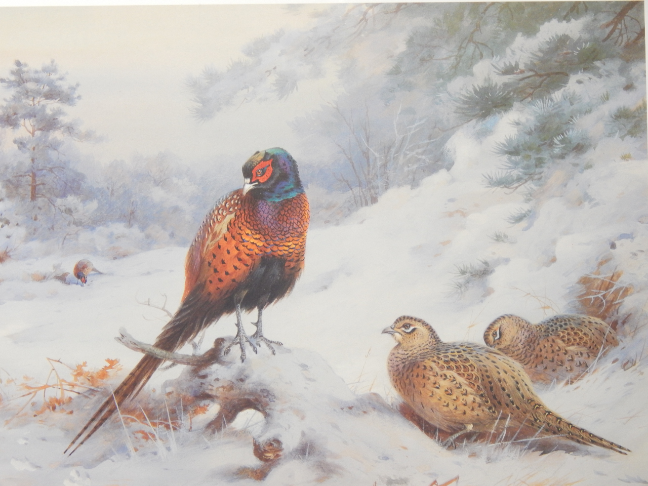 Appraisal: Archibald Thorburn Snow in the Coverts limited edition print cm