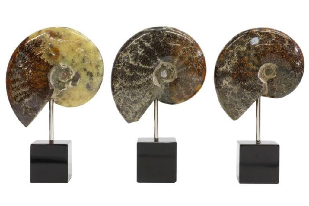 Appraisal: lot of Polished ammonite fossils Madagascar mounted on black marble