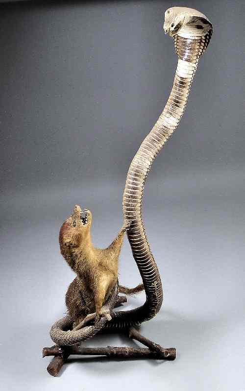 Appraisal: A th Century taxidermy study of a Mongoose and a