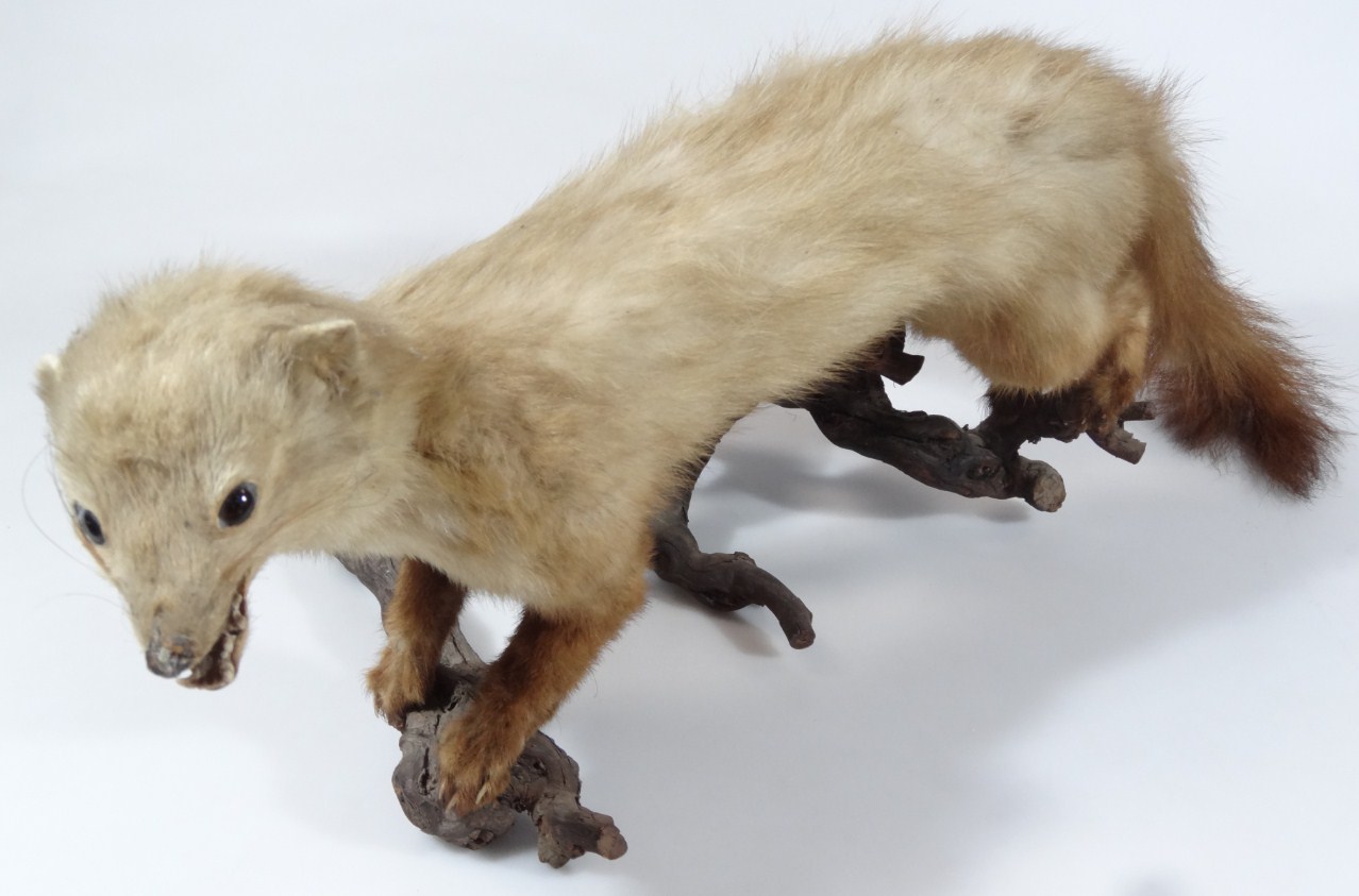 Appraisal: A thC taxidermy figure of a standing pine martin on