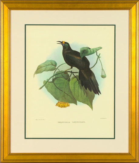 Appraisal: After Daniel Giraud Elliot American th Century Birds of Paradise