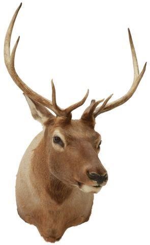 Appraisal: Taxidermy Elk shoulder mount point antlers approx h w d