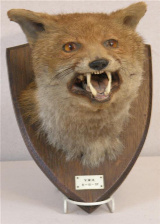 Appraisal: Mounted fox head mount with ivory plaque inscribed 'V W