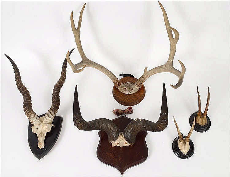 Appraisal: GROUP OF FIVE ANTLER AND HORN TROPHY MOUNTSIncluding African and