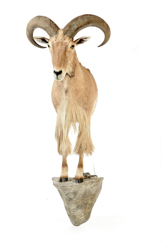 Appraisal: AOUDAD HALF BODY TAXIDERMY MOUNT ''h