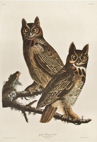 Appraisal: AUDUBON John James - Great Horned Owl From The Birds